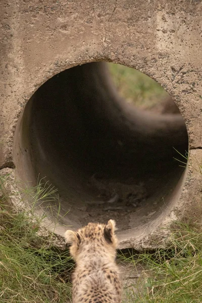 Cheetah Cucciolo Guardando Tubo Dall Esterno — Foto Stock