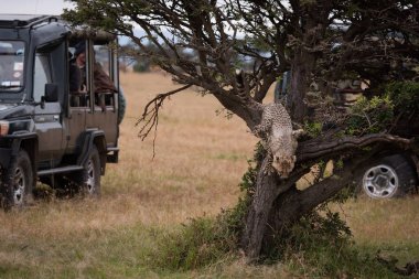 Çita yavrusu ağaçtan kamyon tarafından atlar.