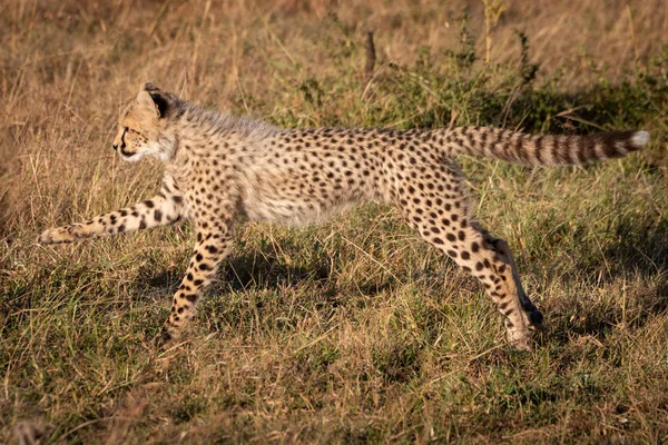 Cheetah Cub Jumping Legs Stretched Out — Stock Photo, Image