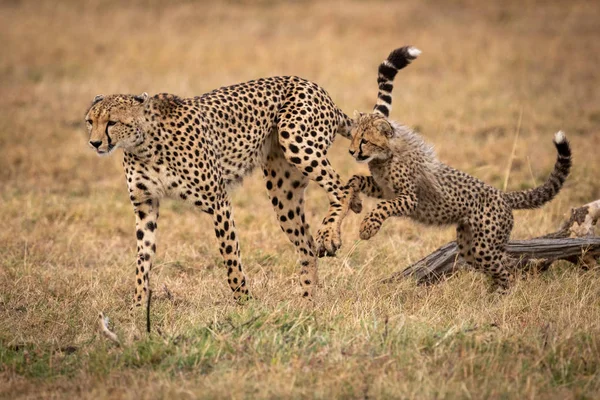 Cheetah Cub Springt Moeder Gras — Stockfoto