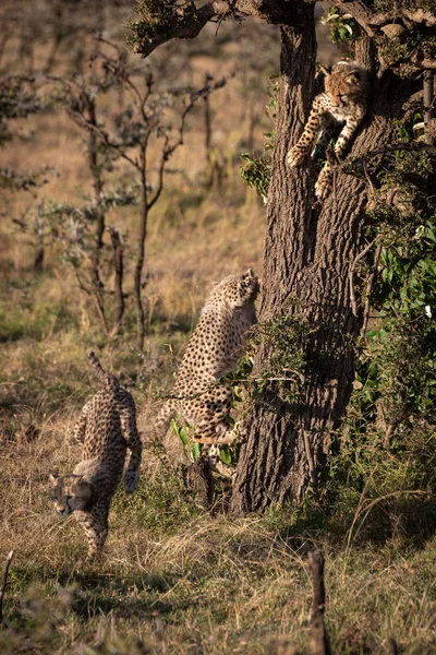 Cheetah Cachorro Salta Por Árbol Junto Otros — Foto de Stock