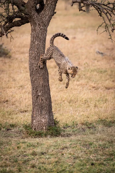 Cheetah Cub Springt Uit Boom Grasland — Stockfoto