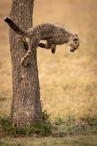 Cheetah Cub Springt Uit Stam Van Boom — Stockfoto