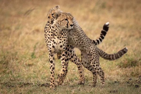 Cheetah cub jumps on back of mother