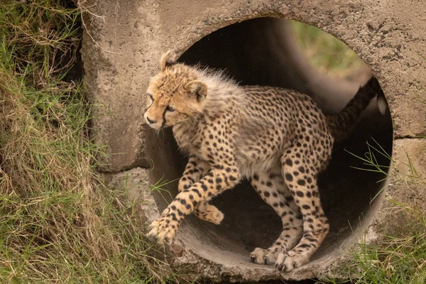 Cheetah Cub Hoppar Konkreta Pipe — Stockfoto