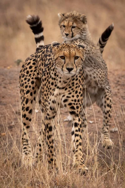 Cheetah Cub Leunend Achterkant Van Moeder — Stockfoto