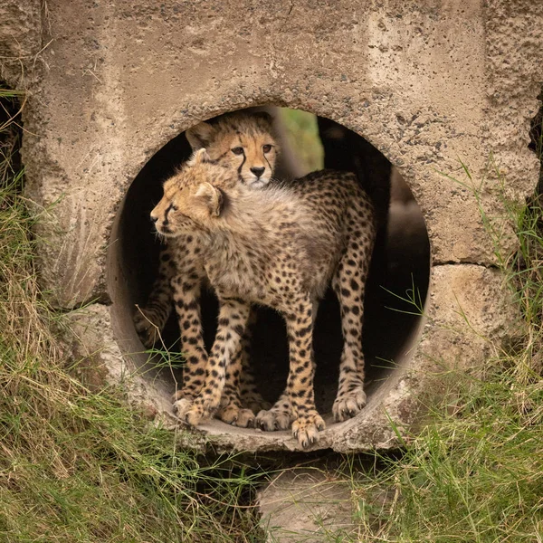 猎豹幼崽斜倚在管子上 — 图库照片