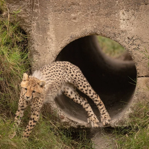 Çita Yavrusu Beton Boru Dışarı Atılım — Stok fotoğraf