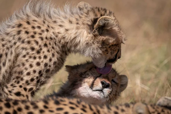 Cheetah Cachorro Lamiendo Cara Hermano —  Fotos de Stock