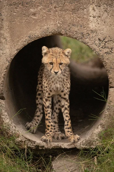 Guépard Regardant Vers Bas Tient Dans Tuyau — Photo