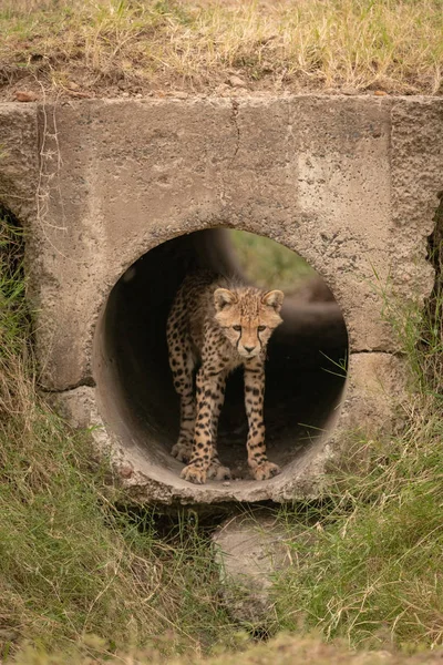 Çita Yavrusu Boru Dışarı Bakıyor — Stok fotoğraf