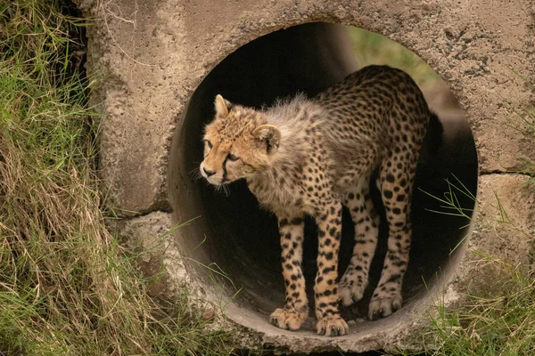 Cheetah Cub Patrząc Lewo Rur Betonowych — Zdjęcie stockowe