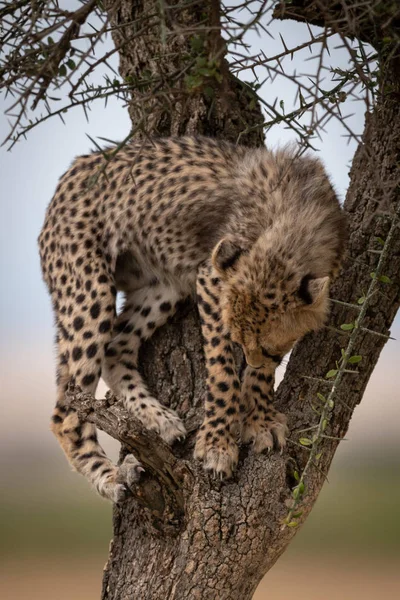 Petit Guépard Regarde Vers Bas Sifflet Épine — Photo