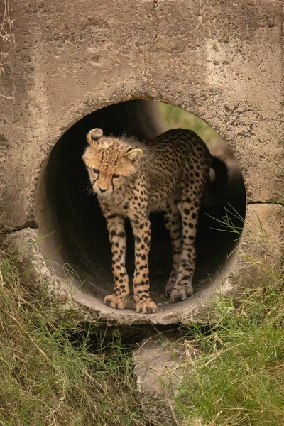 Cheetah Cub Blickar Ner Från Konkreta Pipe — Stockfoto