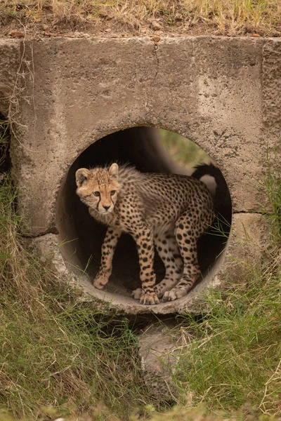 Cheetah Cub Ser Från Konkreta Röret — Stockfoto