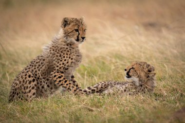 Otların arasında yalan çita yavrusu başka saatler