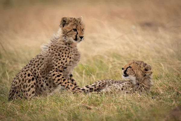 Cheetah Cub Gras Liggen Horloges Andere — Stockfoto