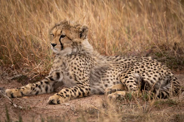 Cheetah Cub Lying Grass Looking Left — Stock Photo, Image
