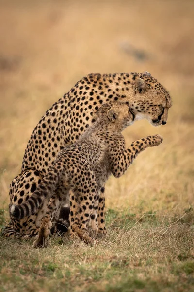 Gepardenjunges Streichelt Mutter Und Hebt Pfote — Stockfoto