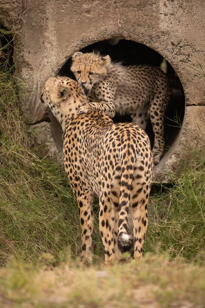 Cheetah Cub Ligger Mor Från Konkreta Röret — Stockfoto