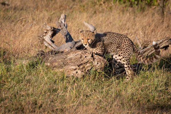 Cheetah Cub Crouching Dode Log — Stockfoto