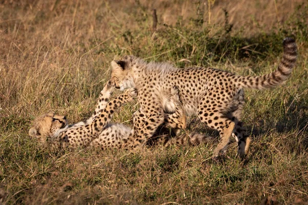 Cheetah Cub Ground Fights Another — Stock Photo, Image