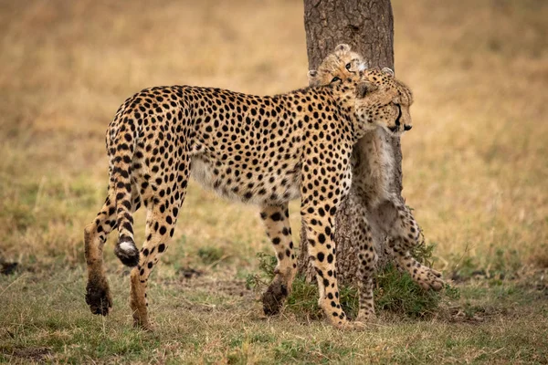 Filhote Chita Pernas Traseiras Nuzzles Mãe — Fotografia de Stock