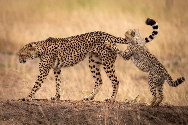 Anne Çita Yavrusu Arka Ayakları Üzerinde Paws — Stok fotoğraf