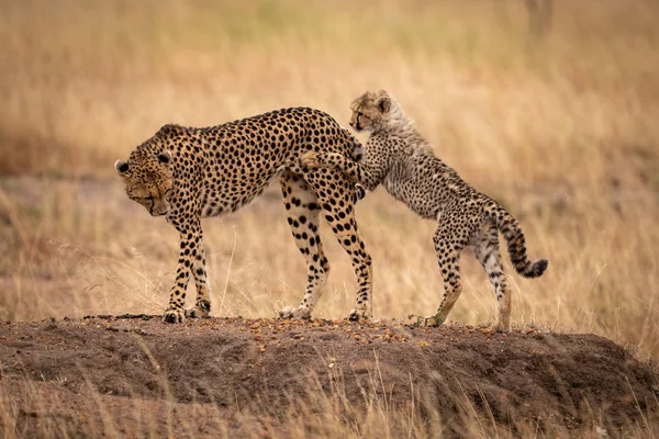 Cheetah Cub Achterpoten Worstelt Moeder — Stockfoto