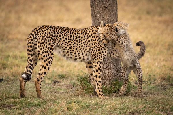 Τσίτα Cub Paws Μητέρα Δίπλα Κορμό Δέντρου — Φωτογραφία Αρχείου