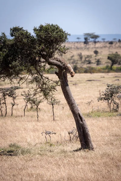 Cheetah Cub Prepares Walk Tree — Stock Photo, Image