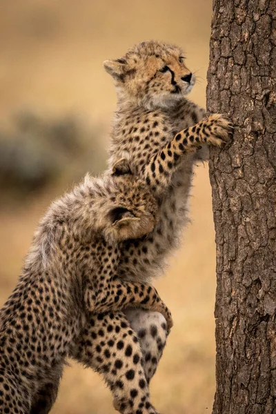 Cheetah Cub Pulling Back Another Climbing Tree — Stock Photo, Image