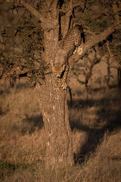 Cheetah cub ready to climb down tree