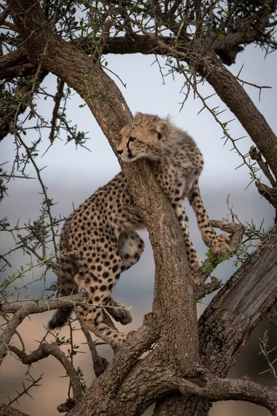 Guépard Ourson Regarde Branche Ronde Arbre — Photo