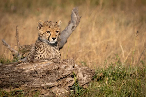 Cheetah Cub Ser Över Stock Gräs — Stockfoto