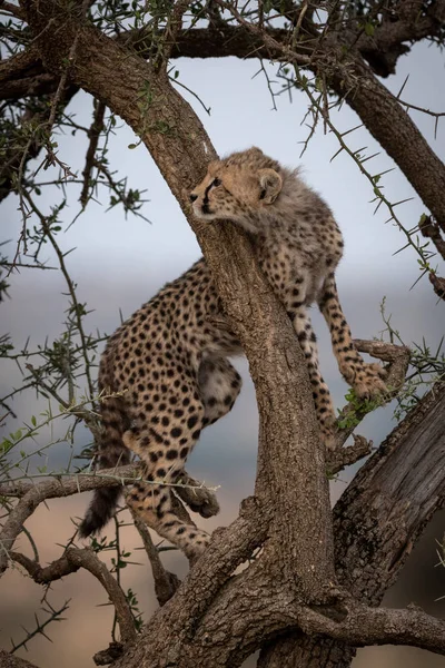 Cheetah Cub Opgezocht Ronde Boomtak — Stockfoto
