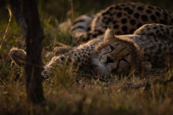Cheetah Cub Lying Mother Sunset — Stock Photo, Image