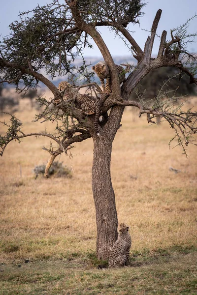 Cheetah Cub Looks Tree Siblings — Stock Photo, Image