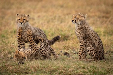 Diğerleri kavga oyunu olarak çita yavrusu oturur