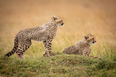 Başka bir doğru bakarak çita yavrusu standları