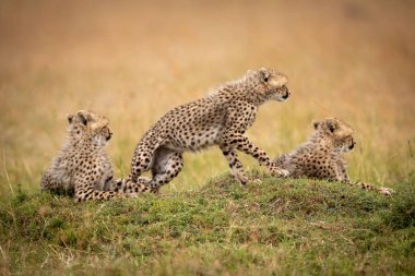 Çita yavrusu ile iki kardeş ayağa kalkar