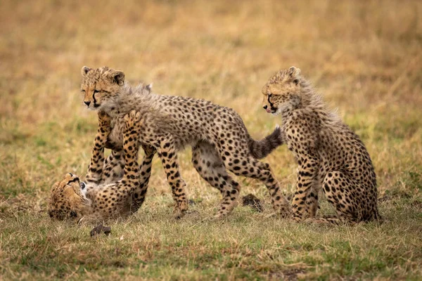 Gepardenjunges Sitzt Während Geschwister Kampf Spielen — Stockfoto