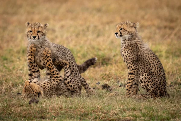 Cheetah Cub Zit Zoals Anderen Strijd Spelen — Stockfoto