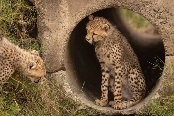 Cheetah Cub Sitter Röret Bredvid Annan — Stockfoto