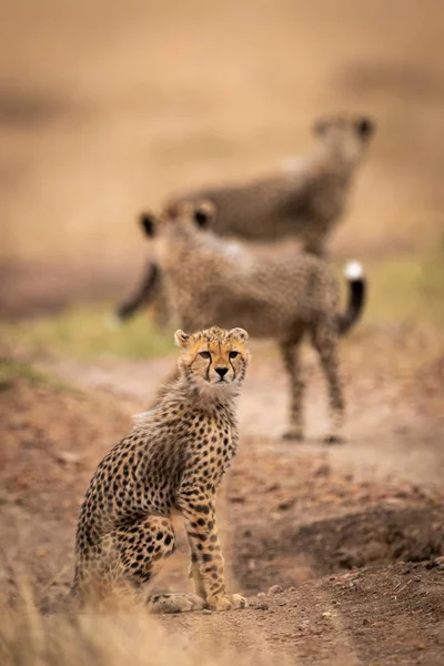 Guépard Ourson Est Assis Sur Bonne Voie Avec Autres — Photo