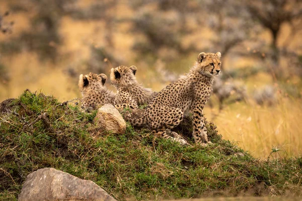 Τσίτα Cub Κάθεται Στην Τούμπα Αδέλφια — Φωτογραφία Αρχείου