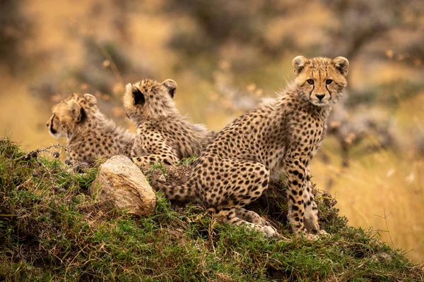 Petit Guépard Assis Sur Monticule Avec Ses Frères Sœurs — Photo