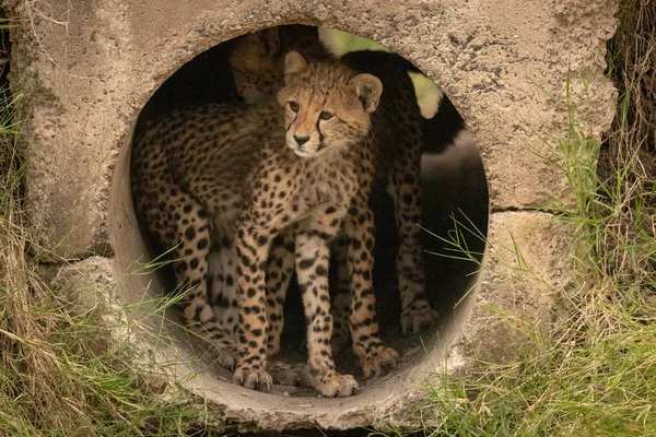 Cheetah Cub Staande Pijp Naast Andere — Stockfoto
