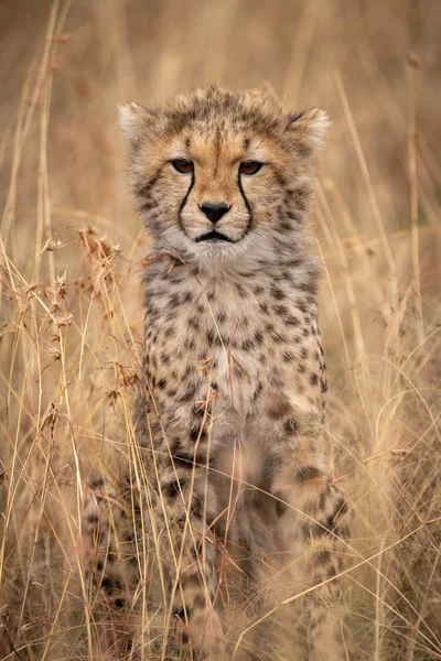 Cheetah Cub Zittend Het Gras Vooruitblikkend — Stockfoto