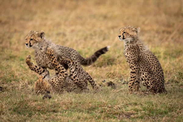 Cheetah Cucciolo Seduto Mentre Altri Giocano Lotta — Foto Stock